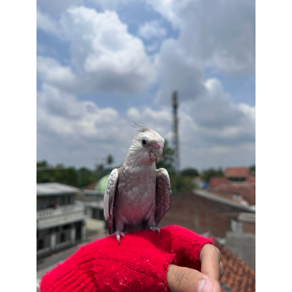 Burung Falk White Face skill FF