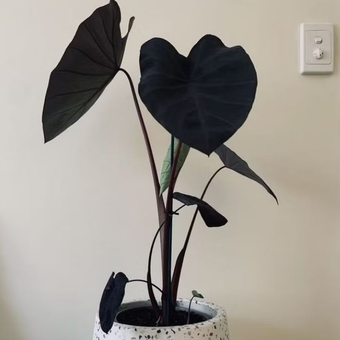 colocasia black magic/talas keladi hitam