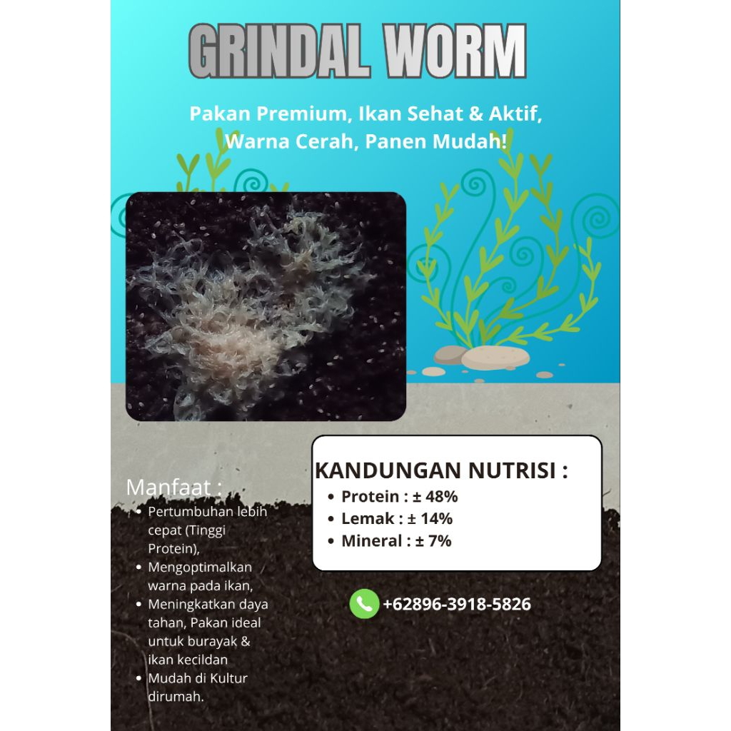 Starter Kit Grindal Worm