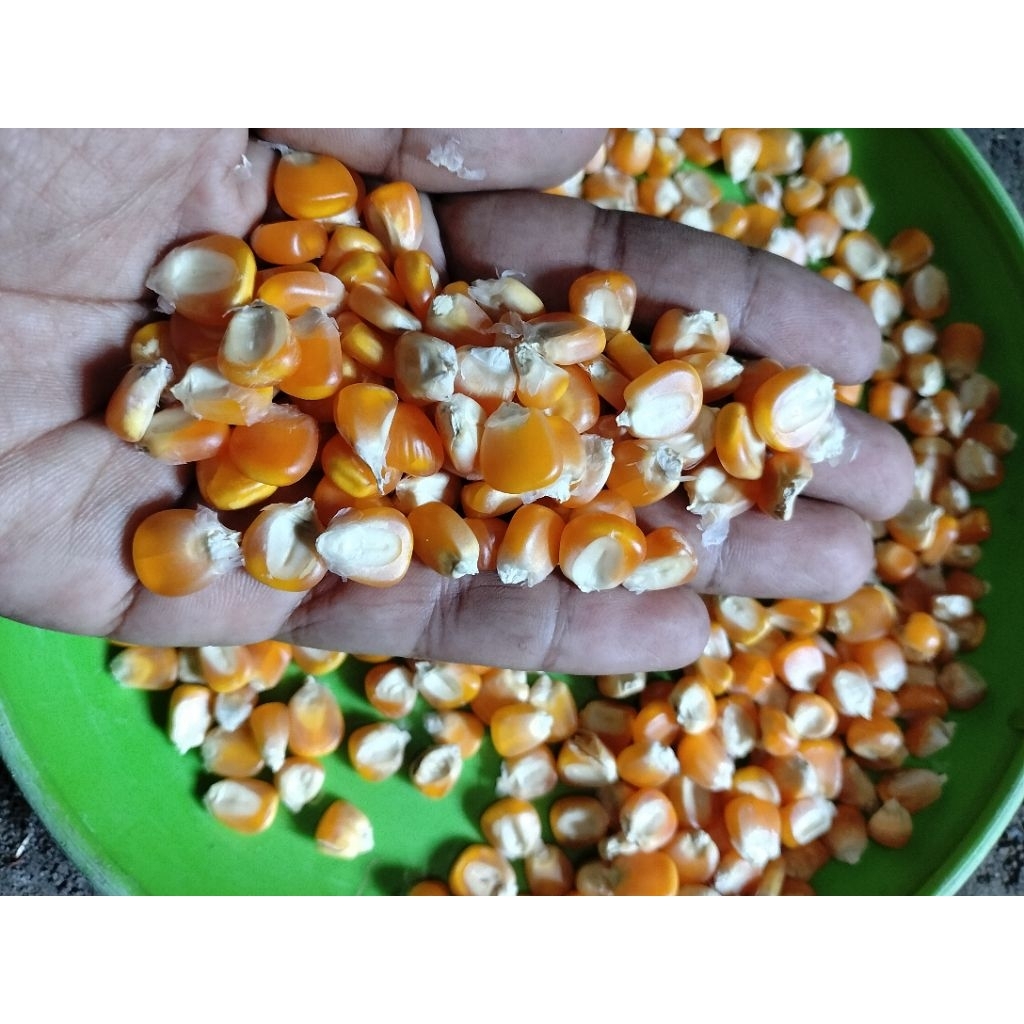 jagung pipil pakan ayam 500 gram