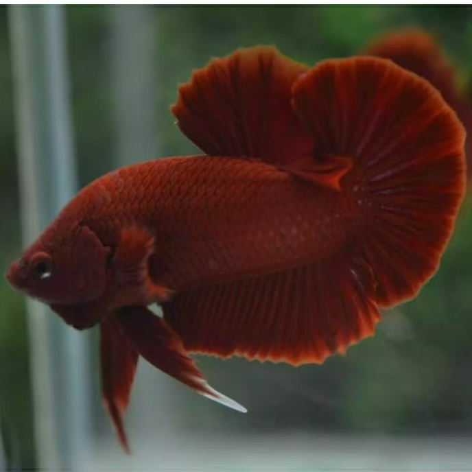 Ikan Cupang Plakat Super Red — Warna Merah Solid, Sirip Lebar, Agresif & Sehat