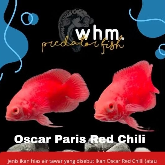 Oscar Paris Red Chili 8-9 cm (mainan ikan)