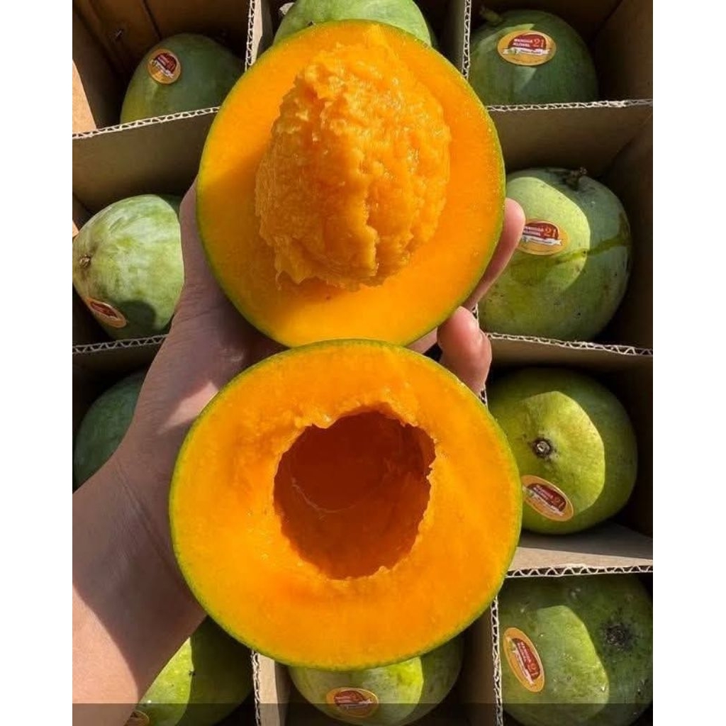 Mangga Alpukat Bangil Clonal 21