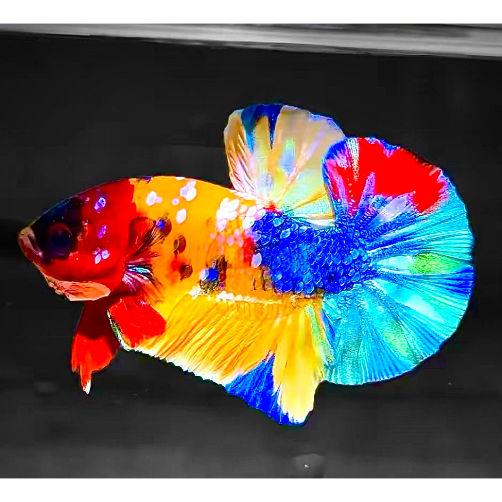 Cupang Yellow base Multy bagus