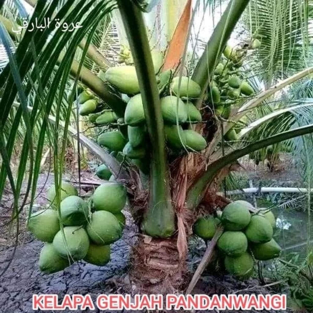 Kelapa Pandan Wangi