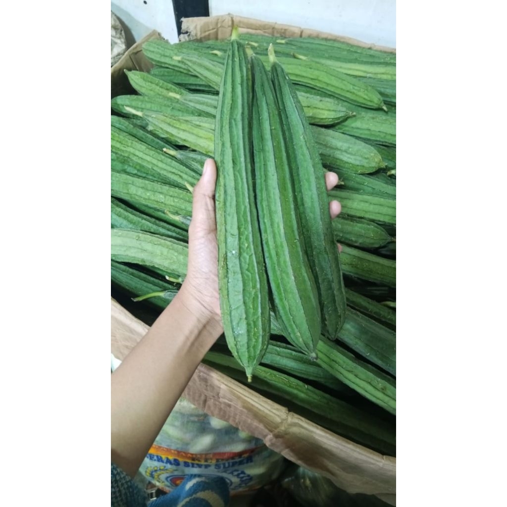 Sayuran Oyong Gambas Hijau Segar 1kg - Oyong Ijo Fresh 1 kg