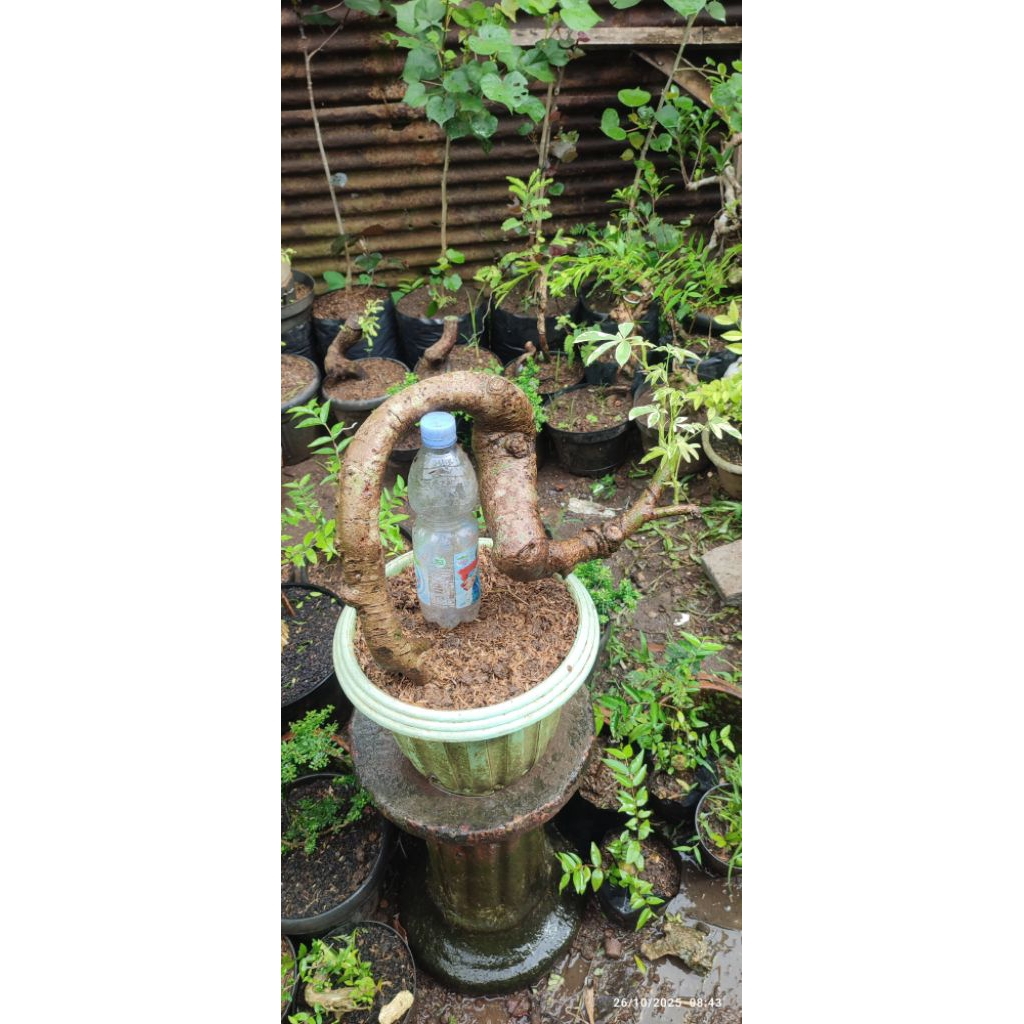 bonsai randu varigata unik