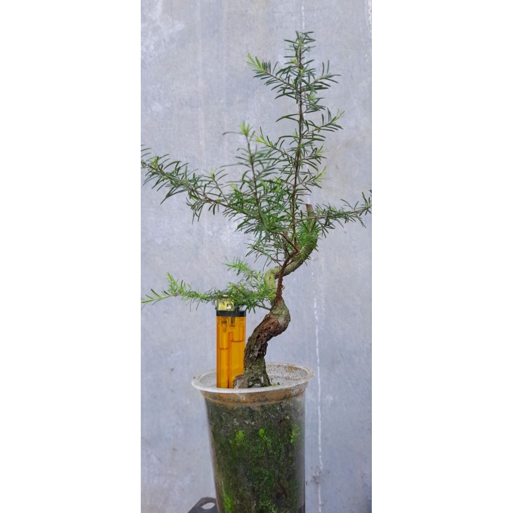 Bonsai Cucur atap/sapu-sapu