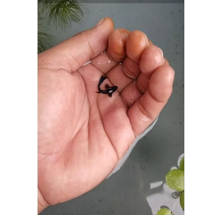 Hiasan Aquarium Guppy Black blue moscow / Guppy Murah