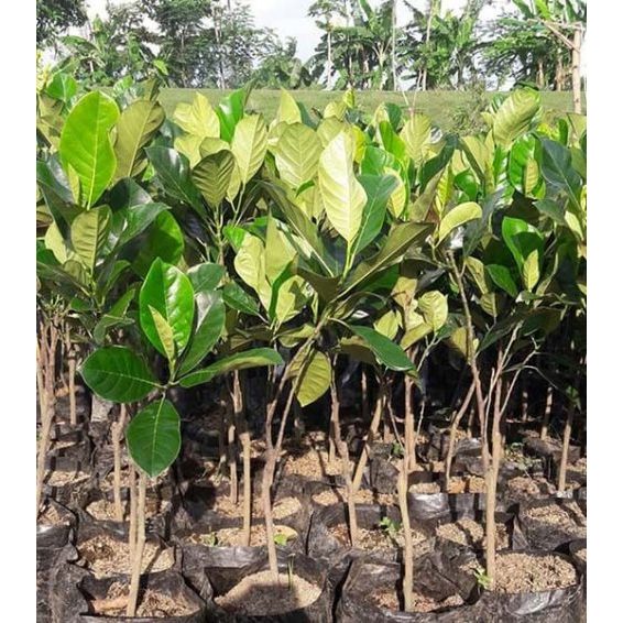 TANAMAN NANGKA J33 / NANGKA MERAH / BIBIT NANGKA MINI