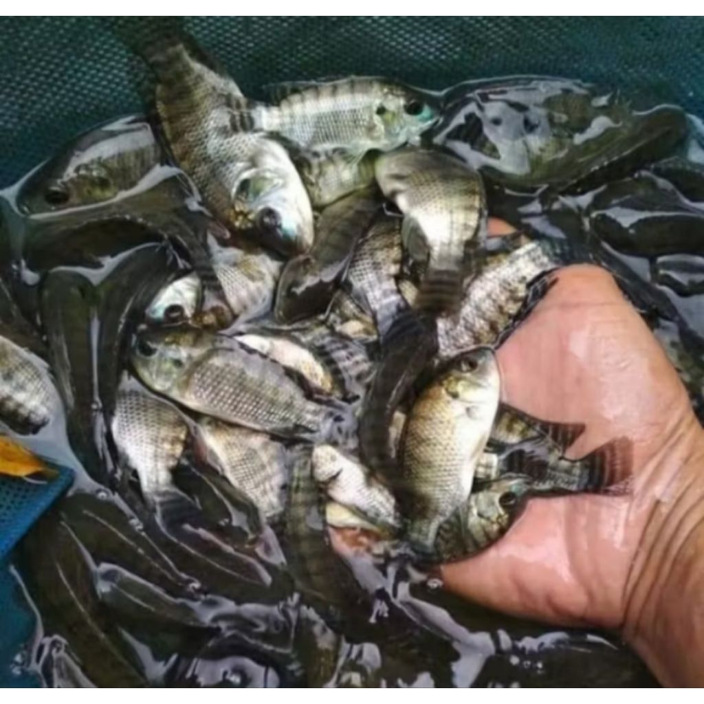Bibit Ikan Nila Hitam Kiloan