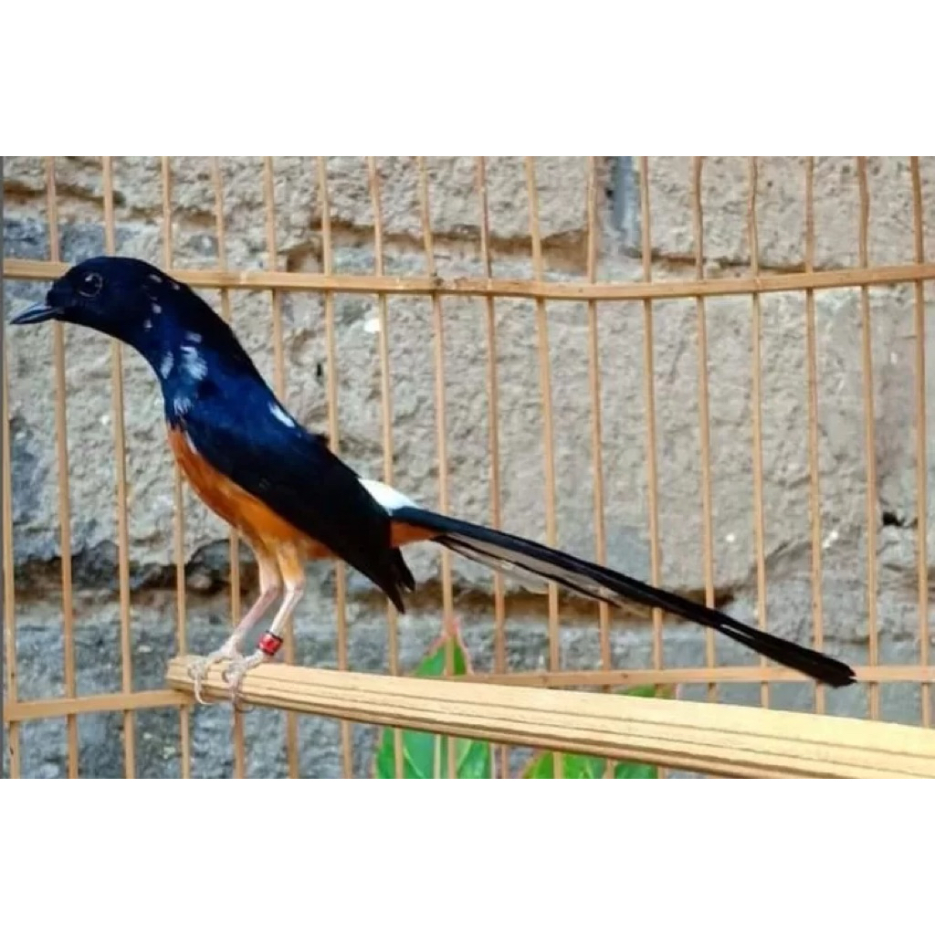 Telur Fertil Siap Tetas Murai Batu Blorok Ekor Panjang  100% Menetas