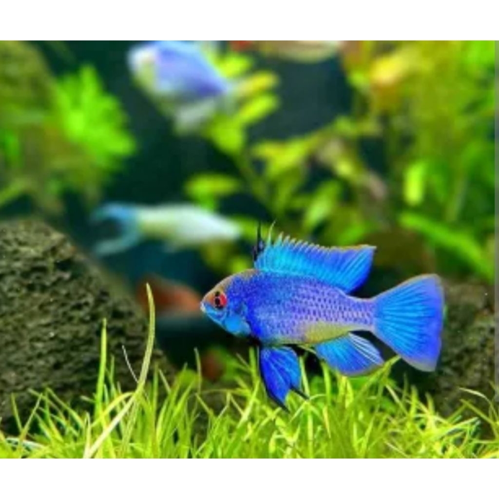Hiasan akuarium blue elektri ramirezi ikan hias air tawar aquascape