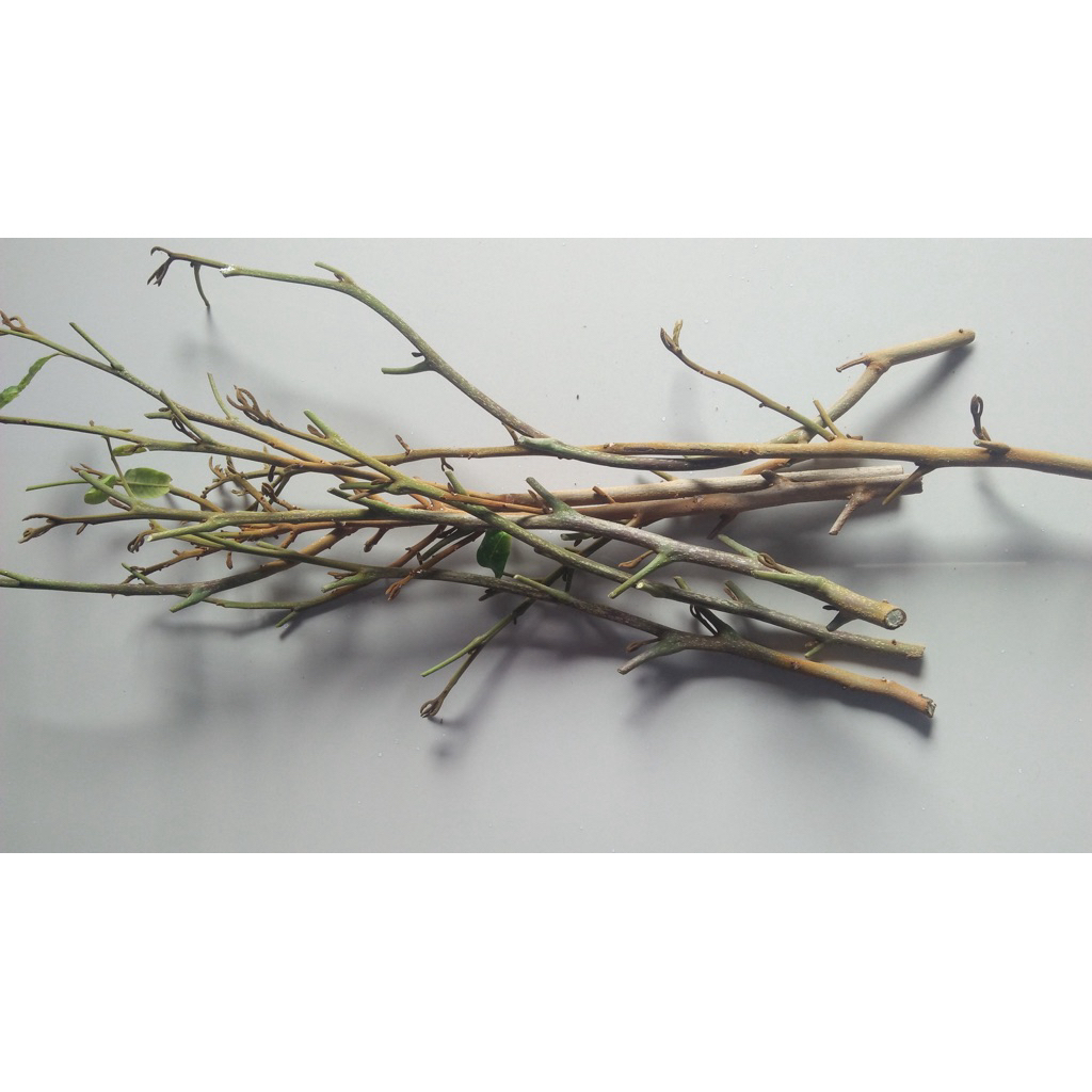 Entres Kelengkeng Valid