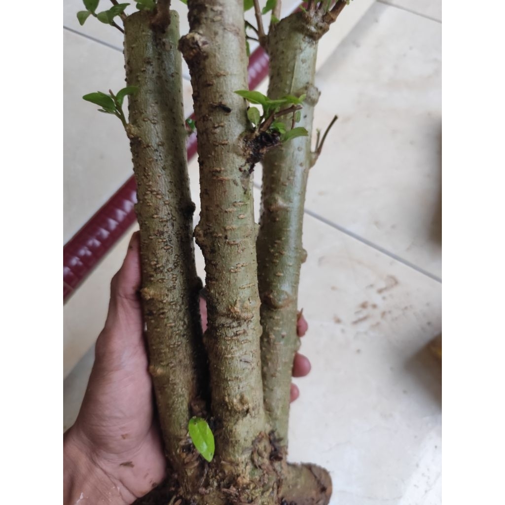 bahan bonsai bonggol anput 3 cabang