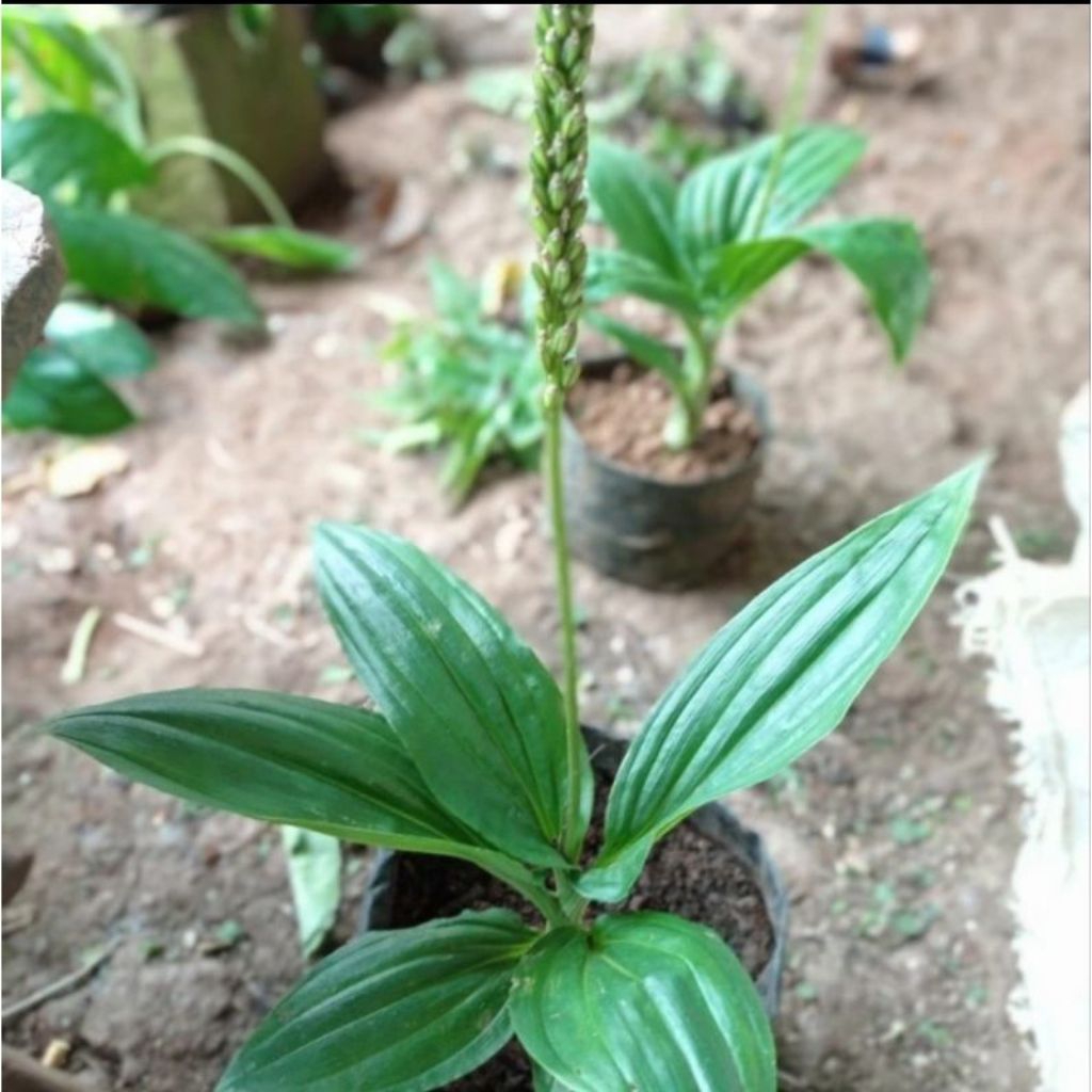 Bibit bunga batu anggrek siap tanam