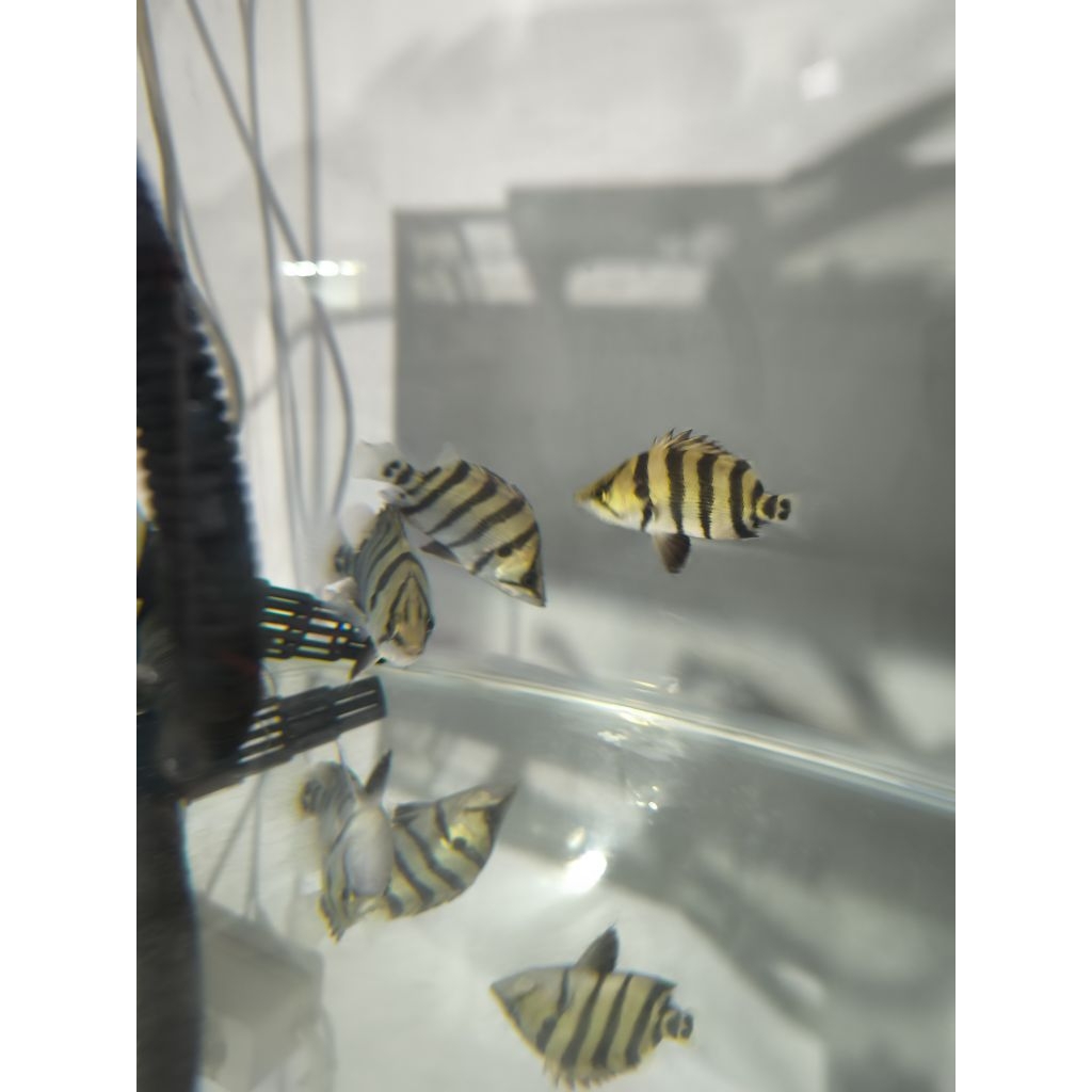 (seafood) Datz Kalimantan Jumbo 30cm up Hiasan Aquarium