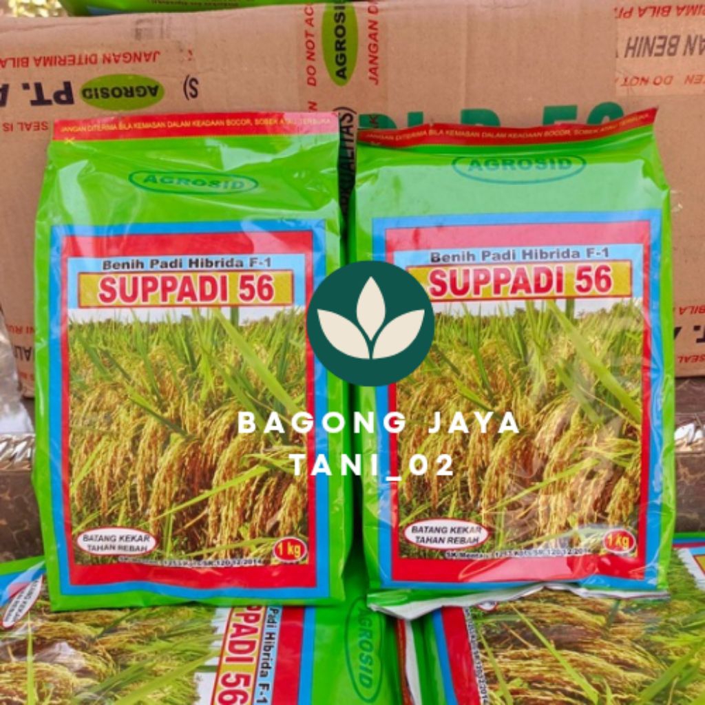 Benih Padi Hibrida Suppadi 56 Super