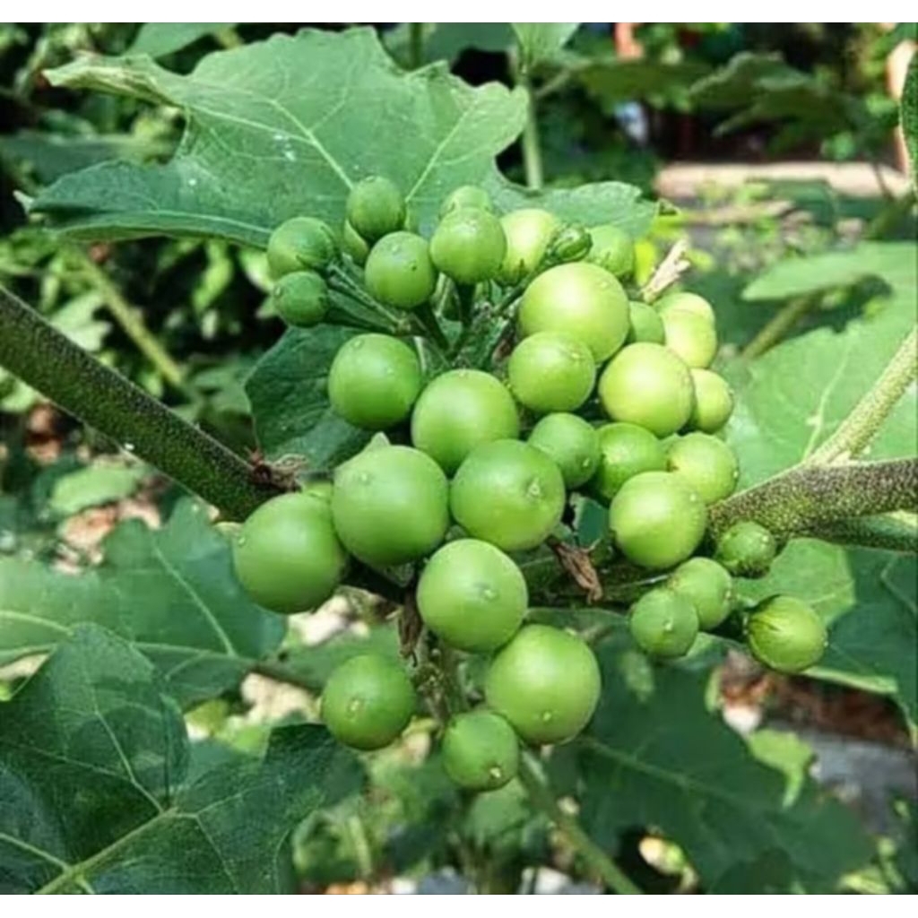 Pokak / Takokak Terong Pokak 250 gram