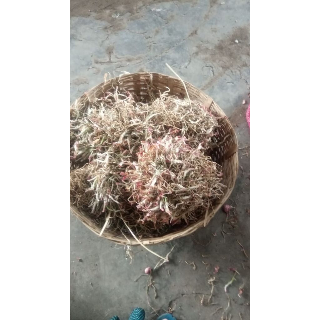 Daun Bawang merah