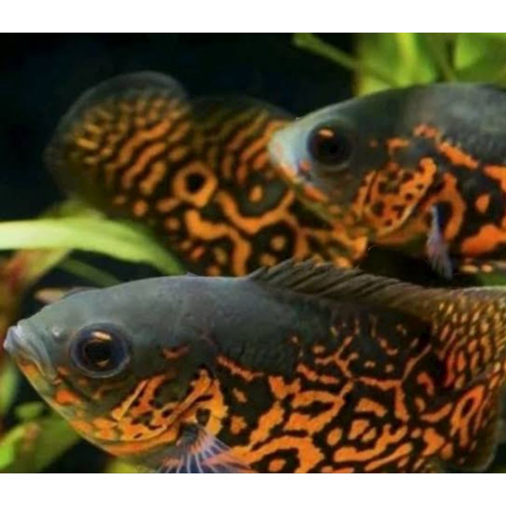 koleksi aquarium Oscar hitam batik 7-8cm