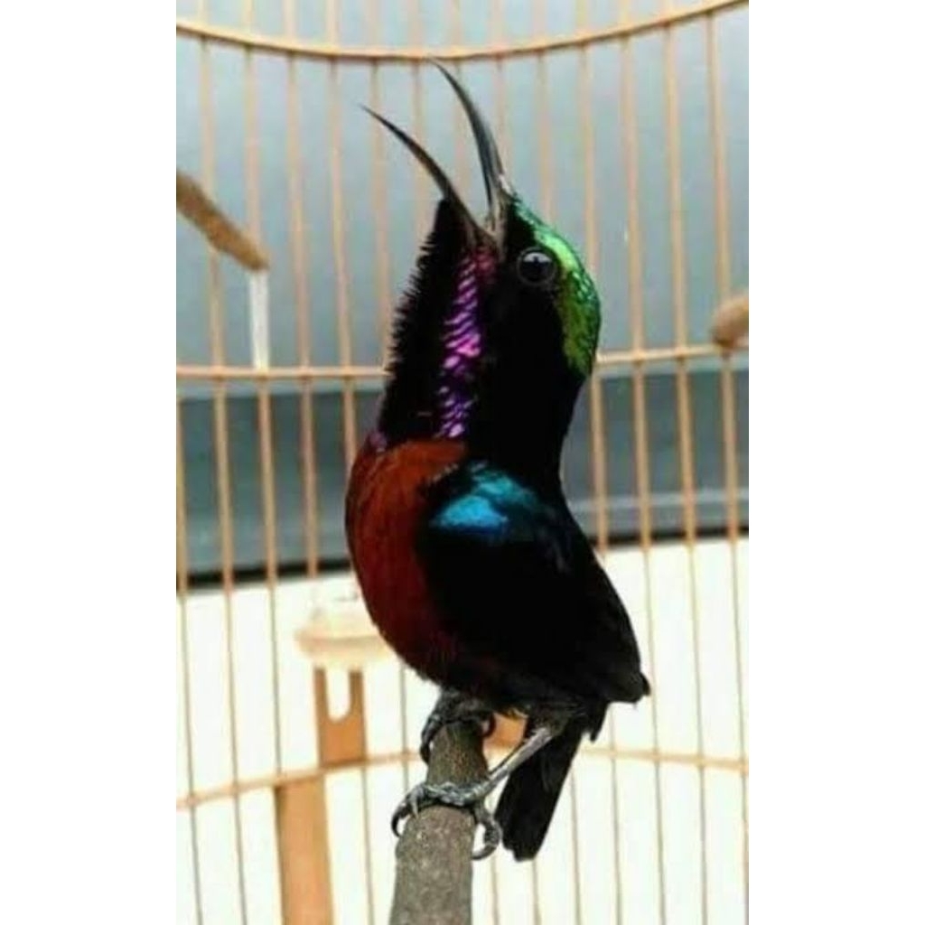 Konin gacoran Natuna damer