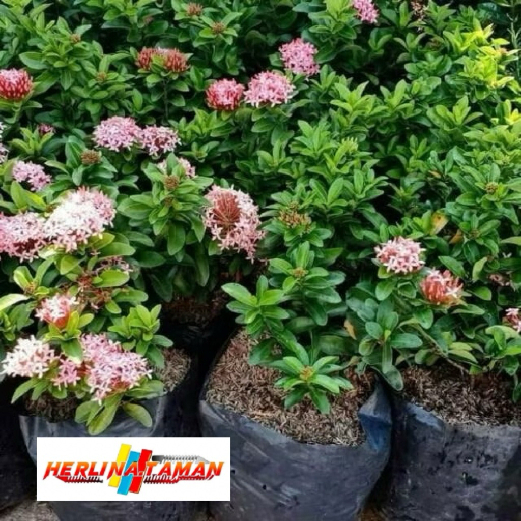 Tanaman Asoka Jambon Tanaman Asoka Pink Tanaman Asoka Mini