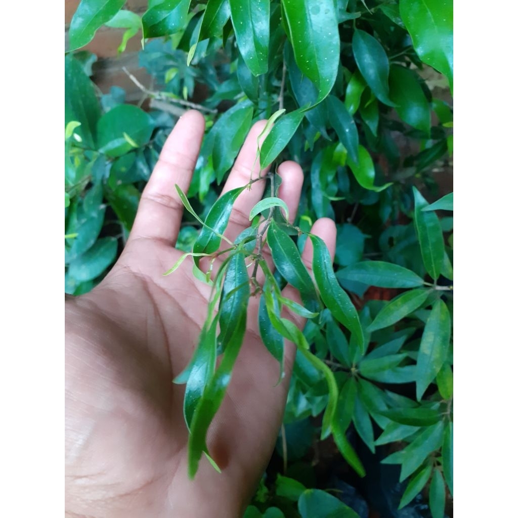 Bibit Beringin Arjuna