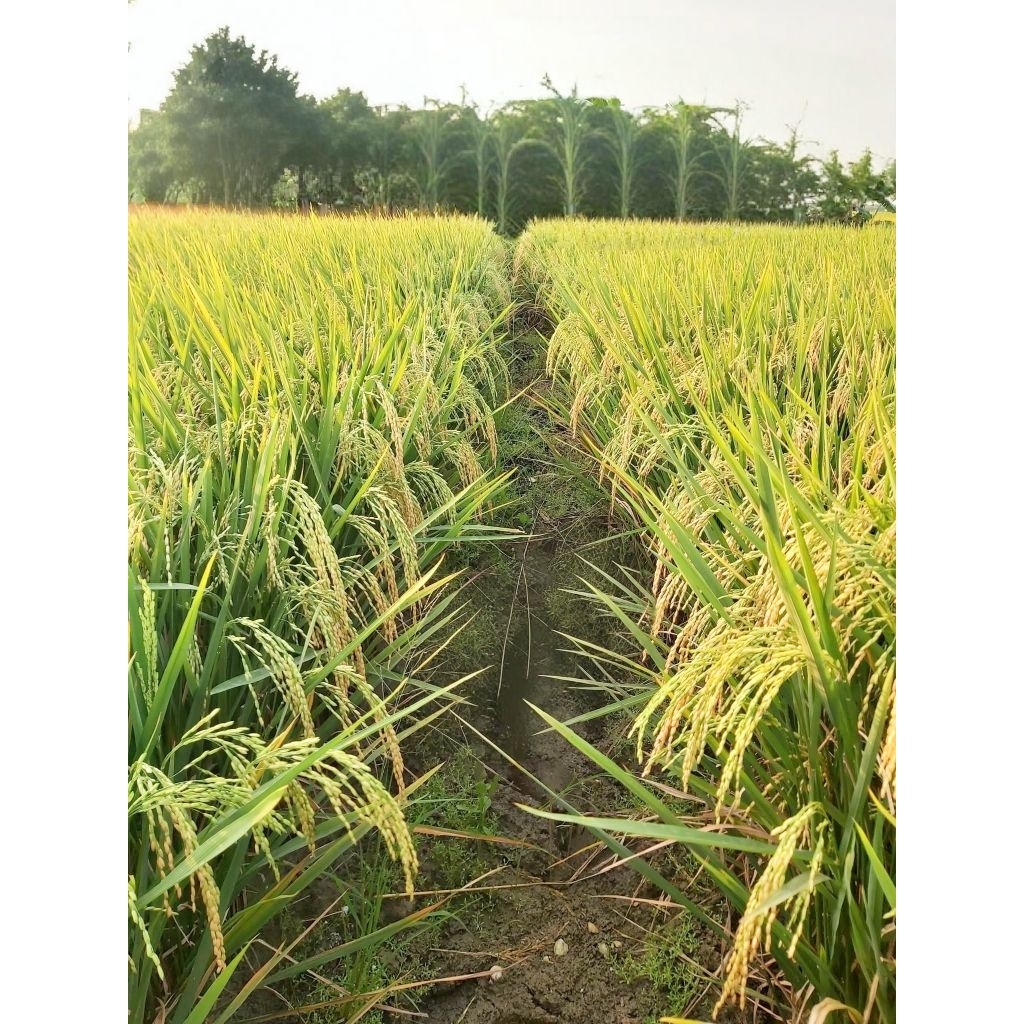 BENIH PADI BERUMUR PENDEK 75 HST kemasan 5kg