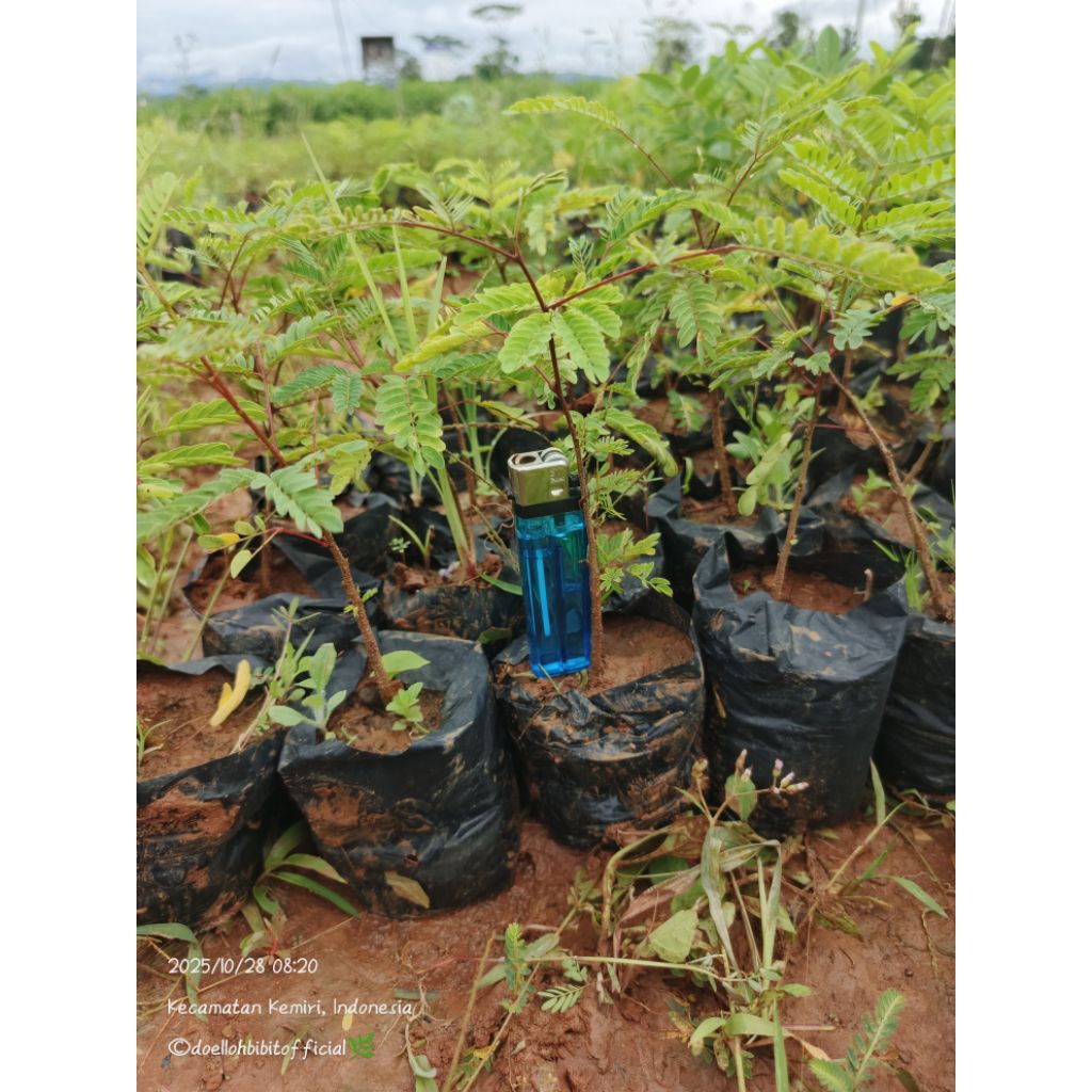 Bibit Lamtoro Gung Pakan Ternak Unggulan Penahan Erosi