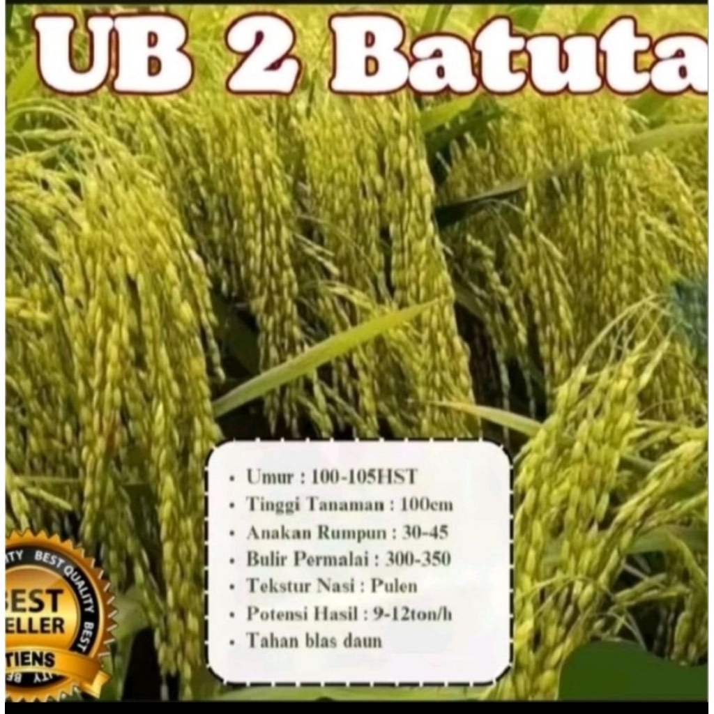 Benih padi UB2 BATUTA NETTO 1KG