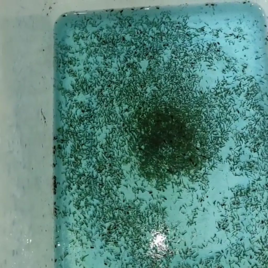 Pakan Alami Jentik Nyamuk Terbaik Untuk Cupang, Guppy, Molly dan Platy