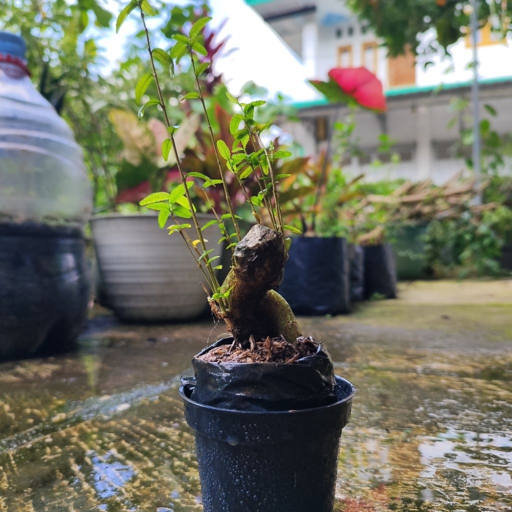 Bonsai Anting Putri Mini – Tanaman Hias Unik | Cocok untuk Hiasan Meja & Taman | Bonsai Hidup Asli