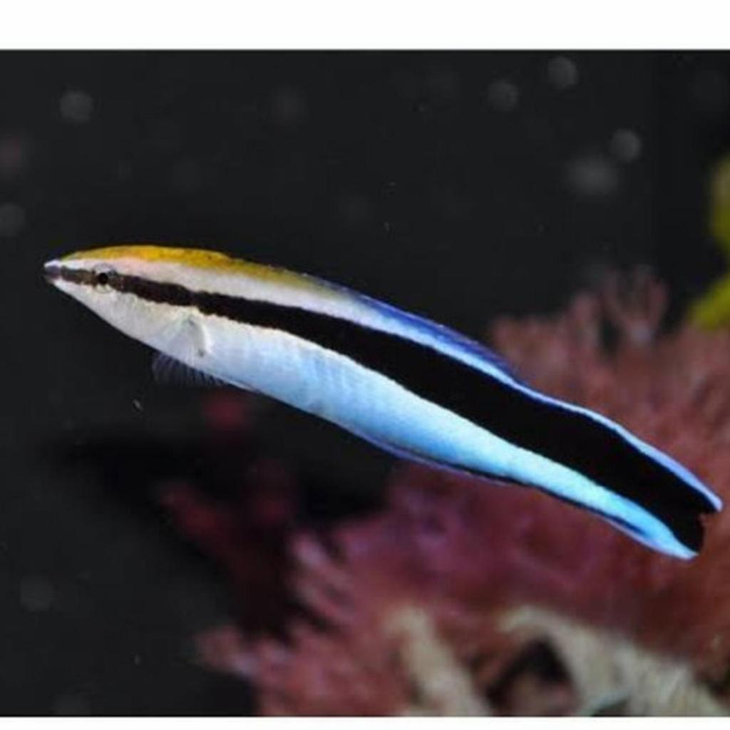 Ikan Hias Air Laut DOKTER B