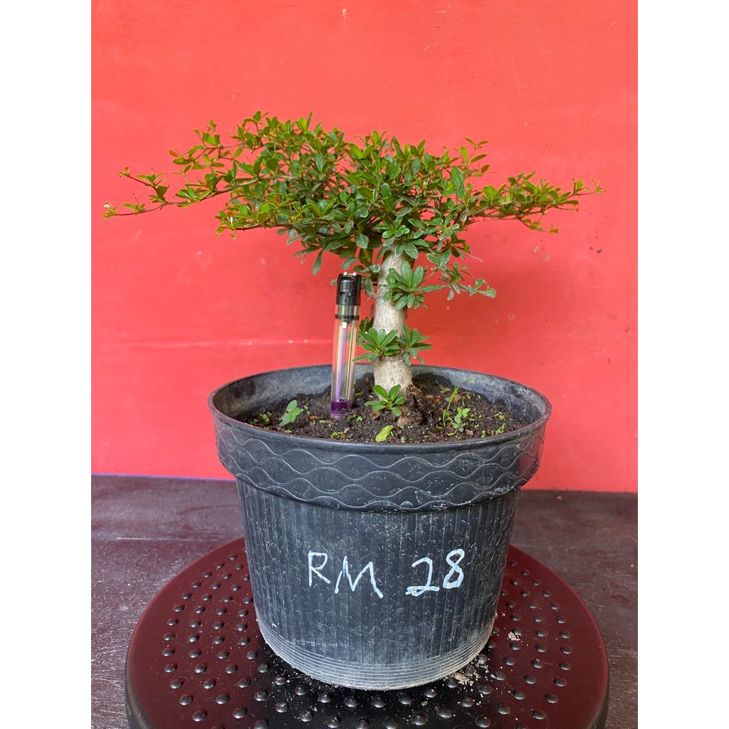 Bahan Bonsai Black Olive