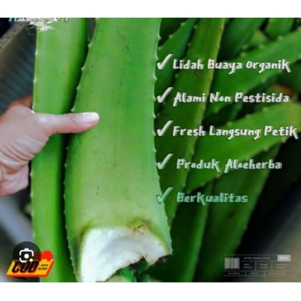 pelepah lidah buaya/pelah lidah buaya termurah/pelepah lidah buaya segar