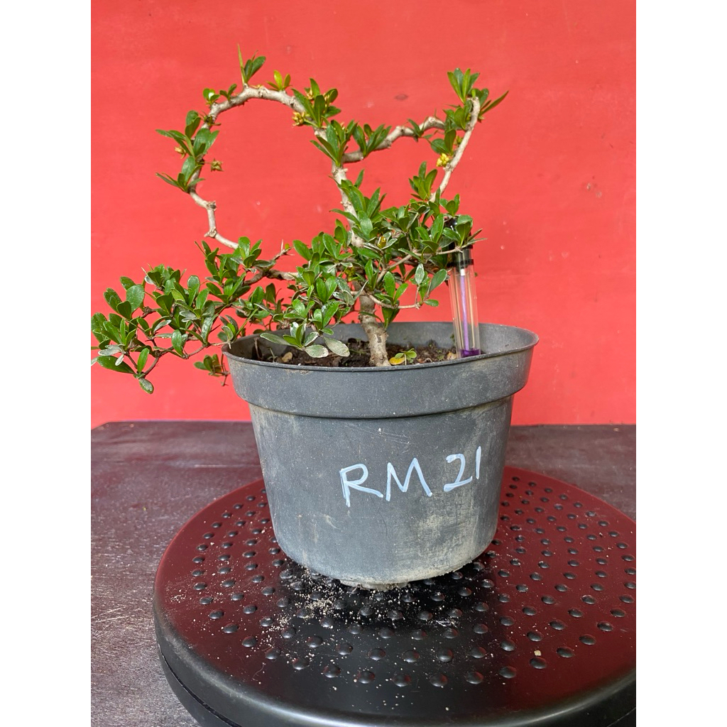 Bahan Bonsai Black Olive