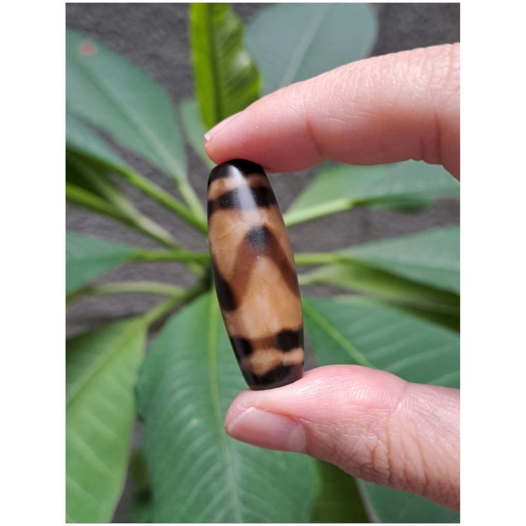 Tibetan Old Tiger Tooth Dzi - Manik Dzi Asli Tibet