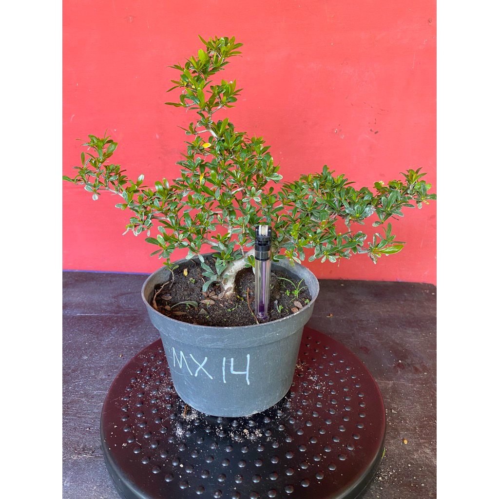 Bahan Bonsai Black Olive