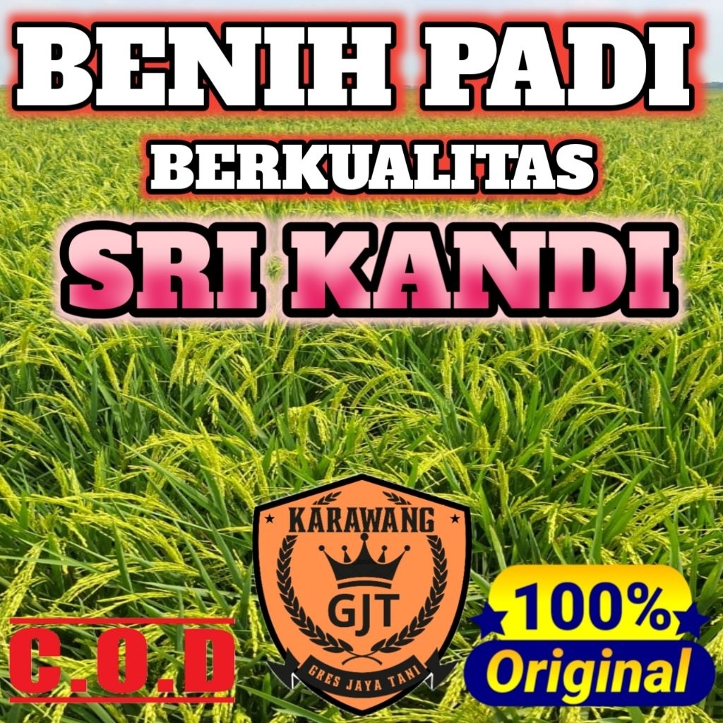 BENIH PADI SRIKANDI BERKUALITAS ORIGINAL KEMASAN 5KG