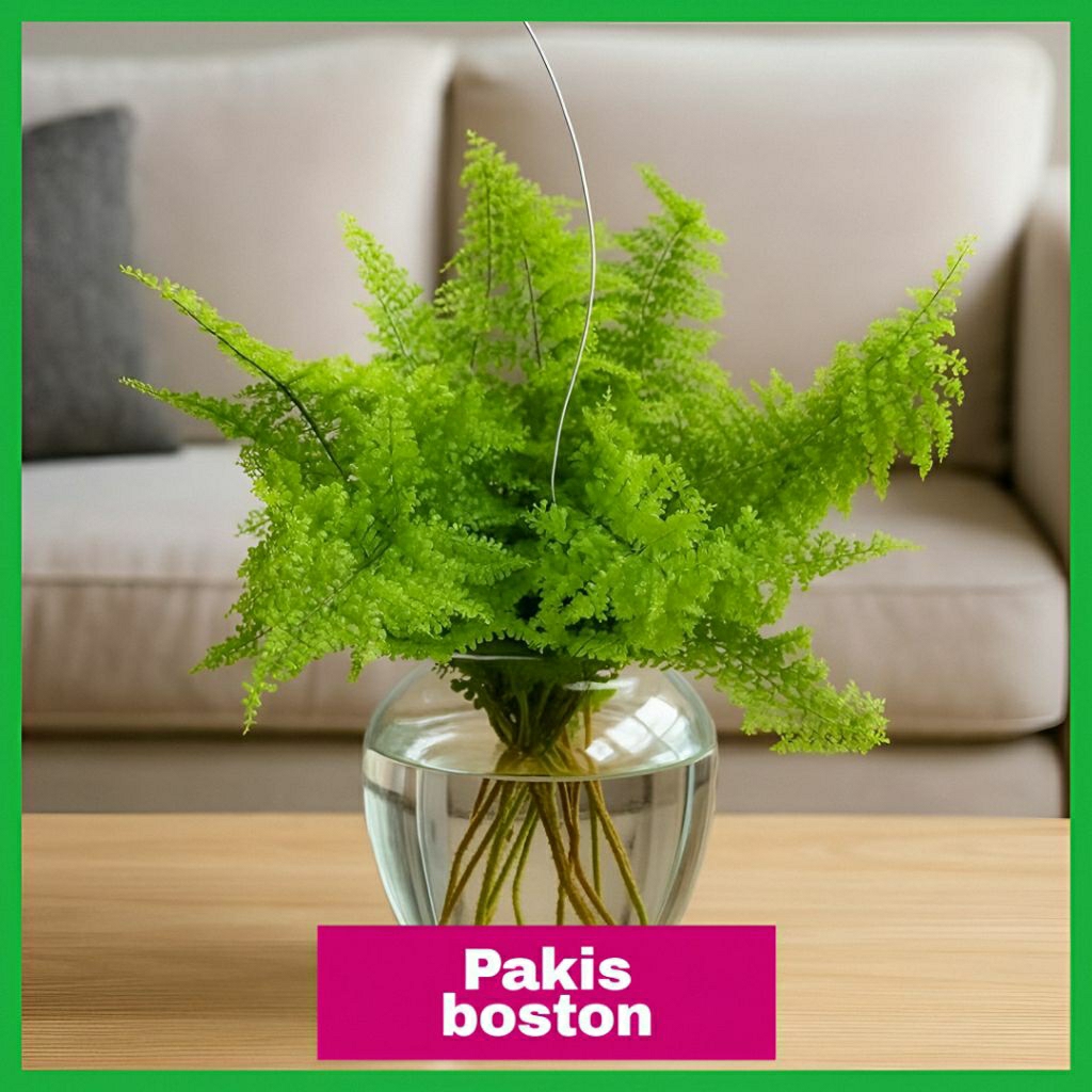 Tanaman Hias Pakis Boston/Tanaman Gantung Pakis