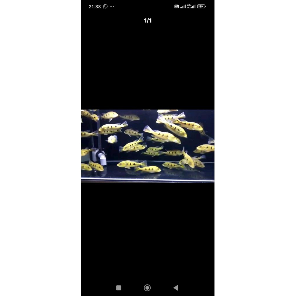 hiasan aquarium Pbas mono/orinoco 28-29cm