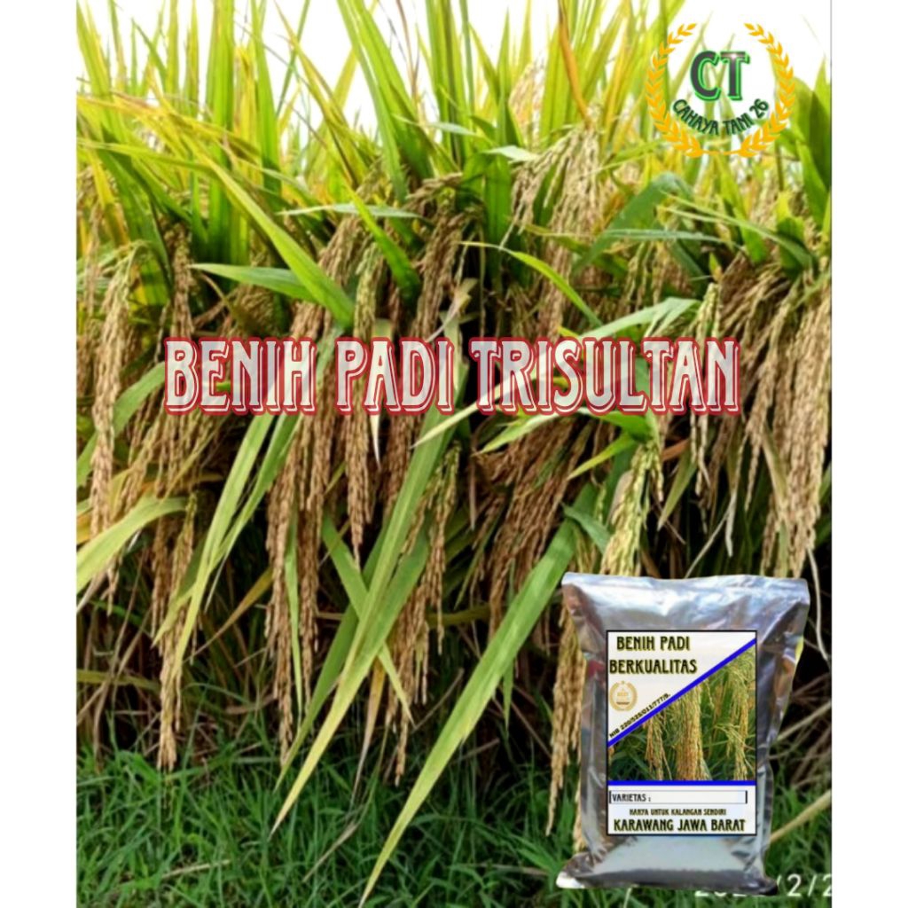 BENIH PADI TRISULTAN SUPER UNGGUL 1KG