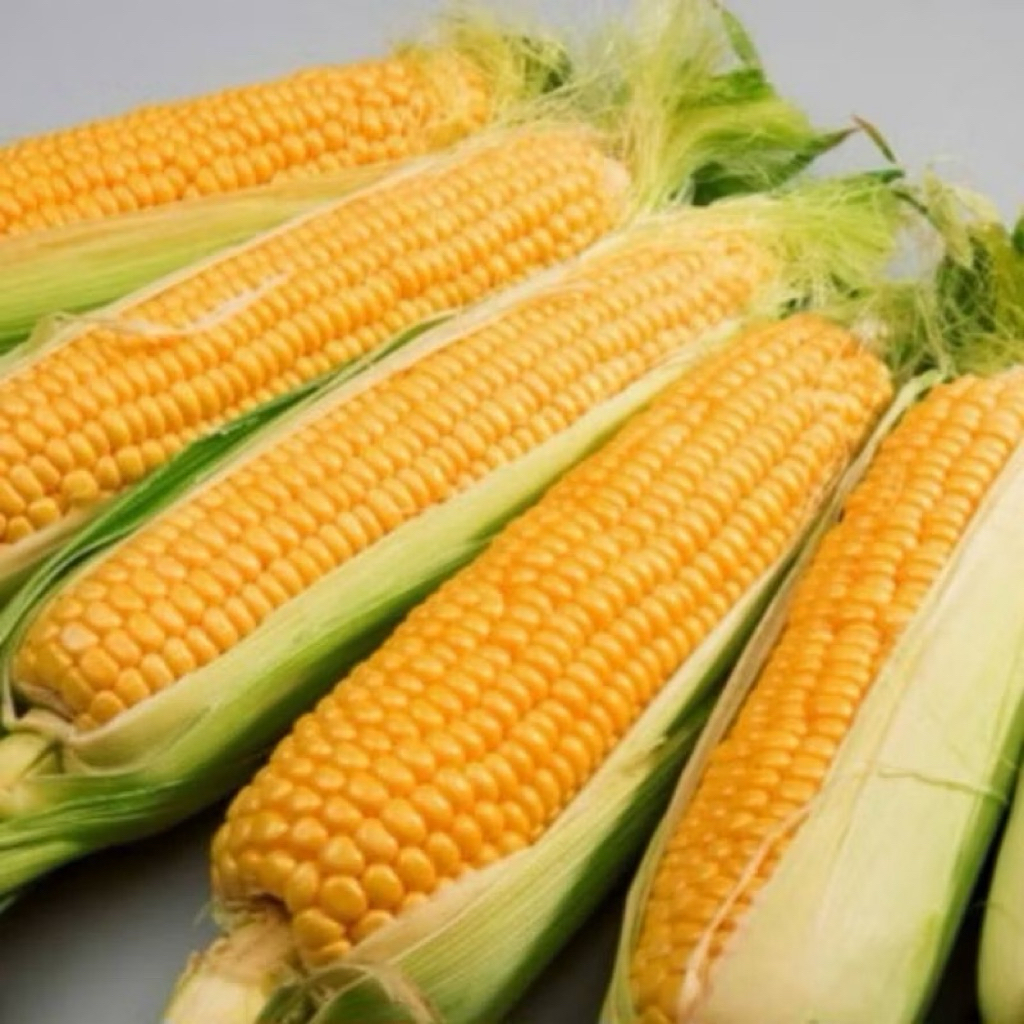 BIBIT BENIH JAGUNG MANIS HIBRIDA || 100 BIJI SUPER