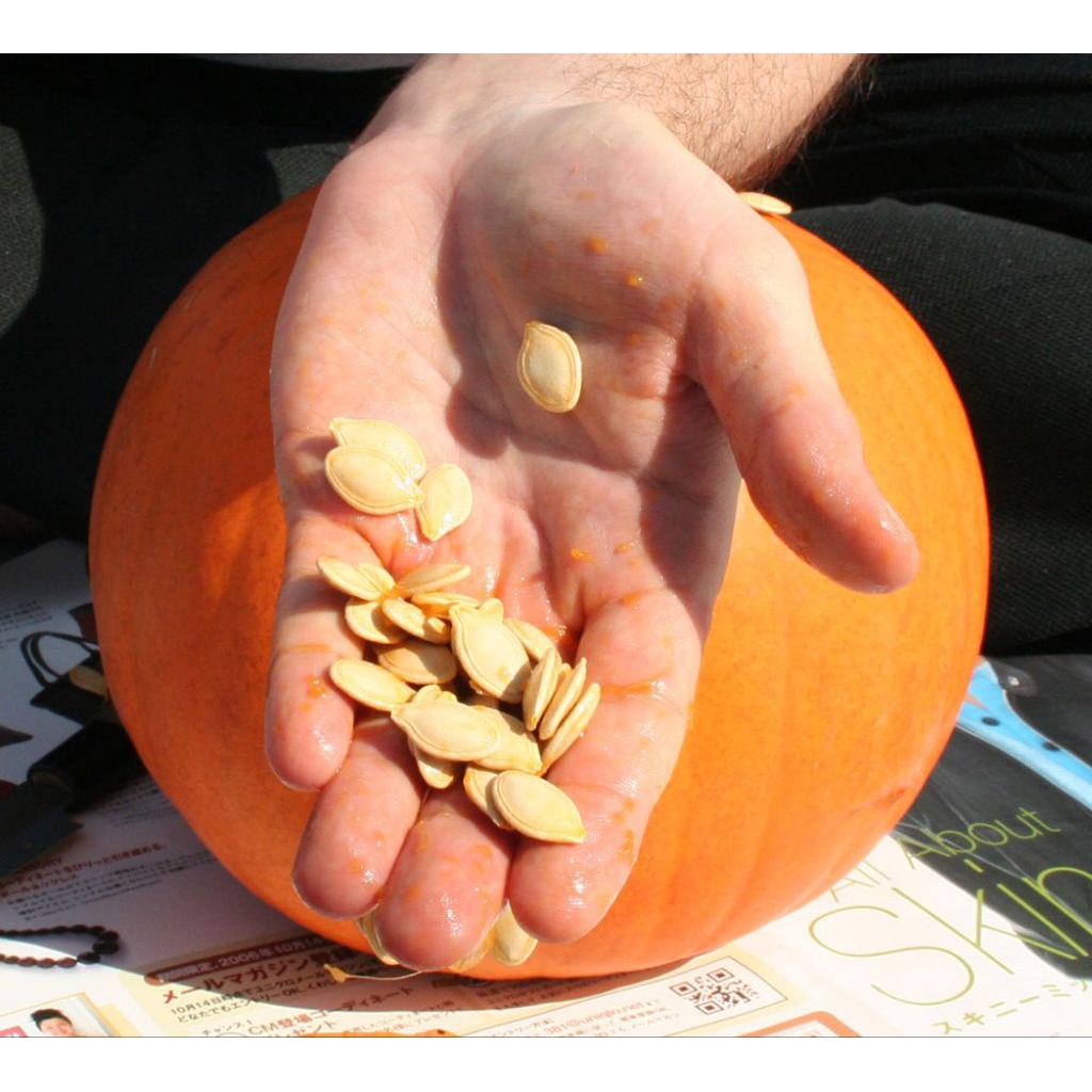 50  BIJI BIBIT UNGGUL LABU KUNING