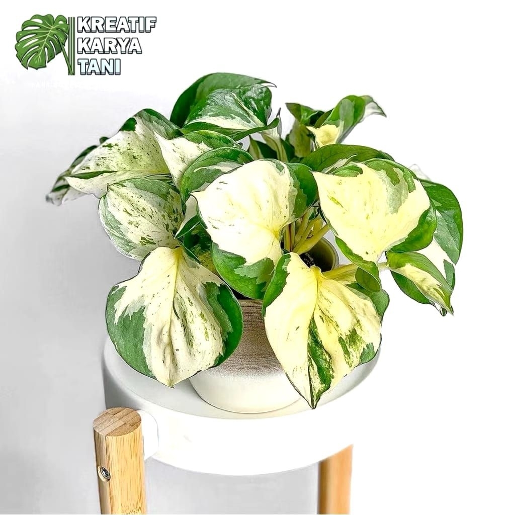 Tanaman Hias Sirih Gading Manjula - Sirih Gading Manjula Keong - Sirih Manjula Balon