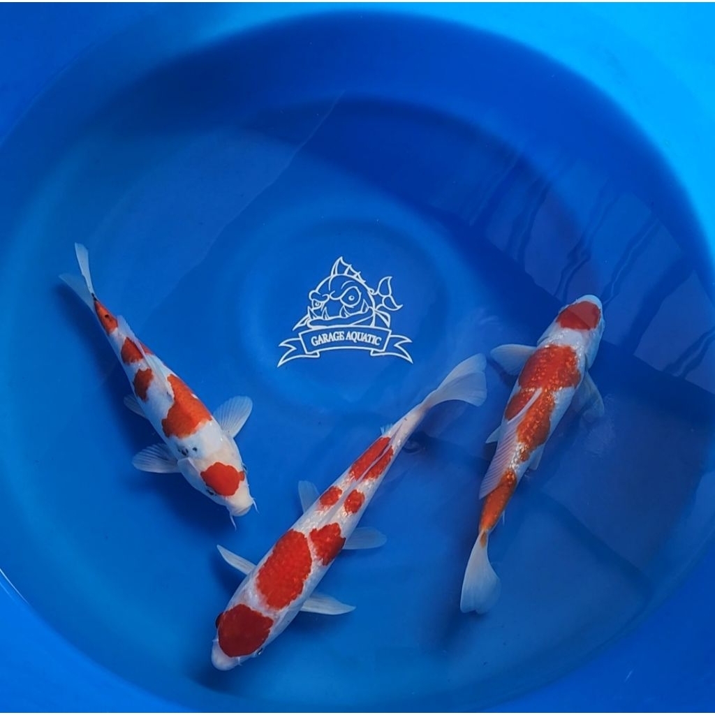 (INSTANT) IKAN KOI MARUTEN KOHAKU SANKE IKAN HIAS AKUARIUM KOLAM
