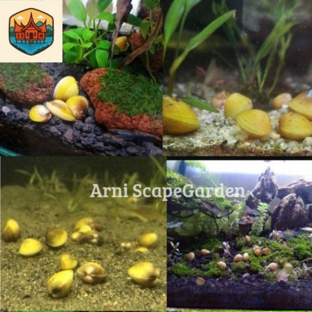 Promo Remis Kerang Kuning hidup Aquarium (beli 10 gratis 5)