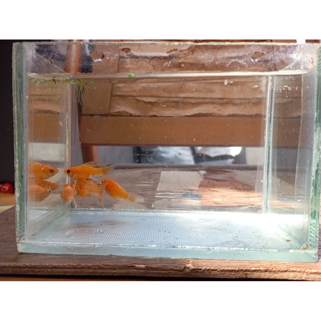 Souvenir hiasan Molly Sunkist Balon Lyretail atau Cawang