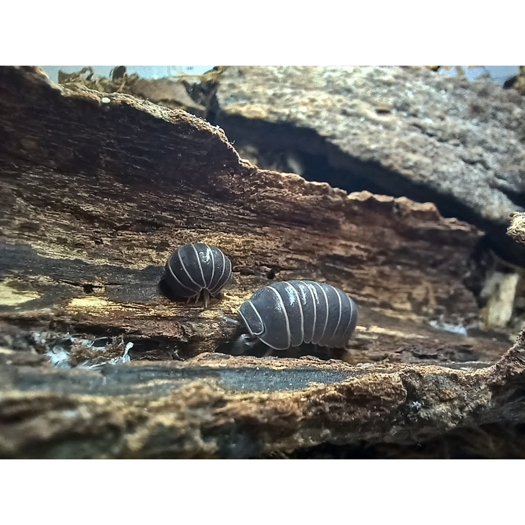 Isopoda Armadillo Officinalis Spain